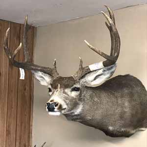 Mexico Mule Deer Hunts Lodging